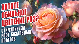 ХОТИТЕ ОБИЛЬНОЕ ЦВЕТЕНИЕ РОЗ? СТИМУЛИРУЕМ РОСТ БАЗАЛЬНЫХ ПОБЕГОВ. РОЗЫ В САДУ. УХОД ЗА РОЗАМИ.