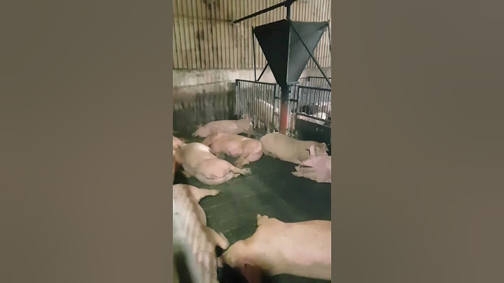 🐷Товарная свинья (откорм) на свиноферме, свинокомплексе. Вес 90-100кг #свиньи #свиноводство