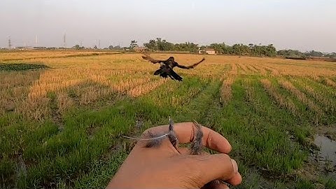 Bìm Bịp Cóc - Bữa Ăn Cuối Cùng Tiễn Em Về Với Tự Nhiên / Quế Nghịch Tv