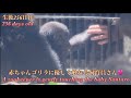 母ゲンキにオヤツをあげながら、赤ちゃんゴリラに少し触らせてもらう飼育員さん♪⭐️Gorilla【京都市動物園】A zookeeper is touching the baby Santaro.