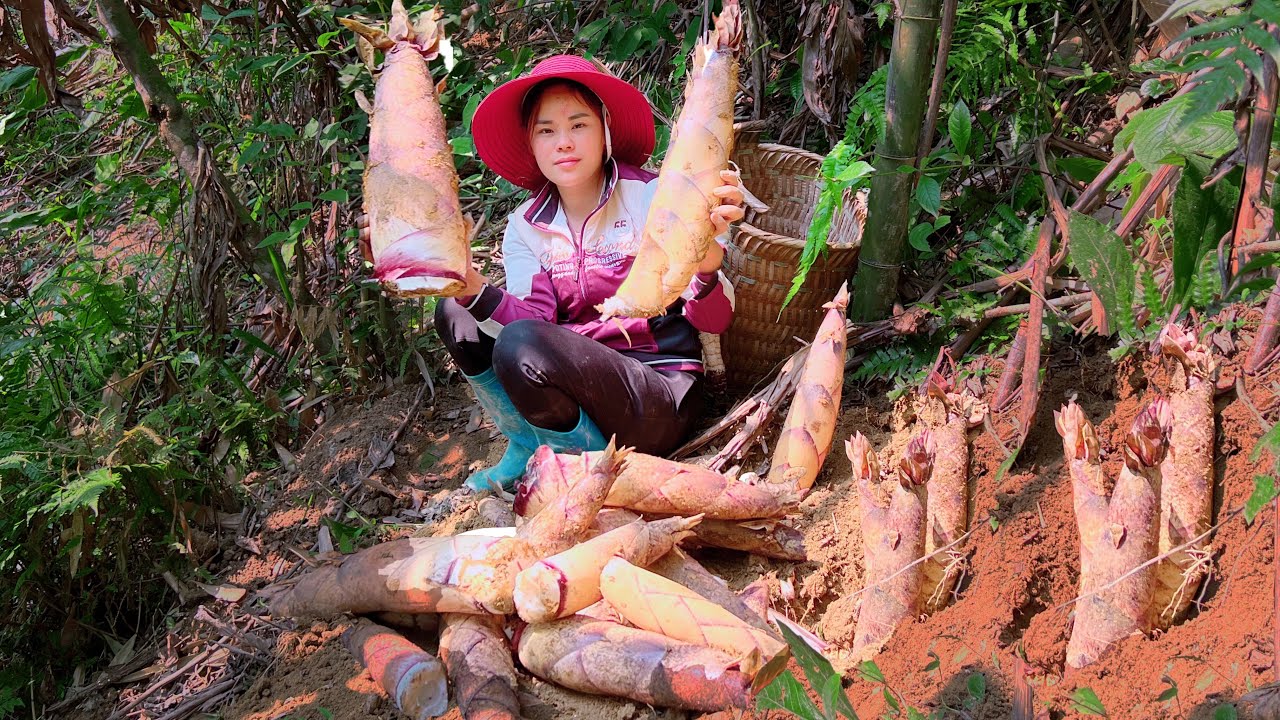 Go to the forest to harvest bamboo shoots and bring them to the market ...