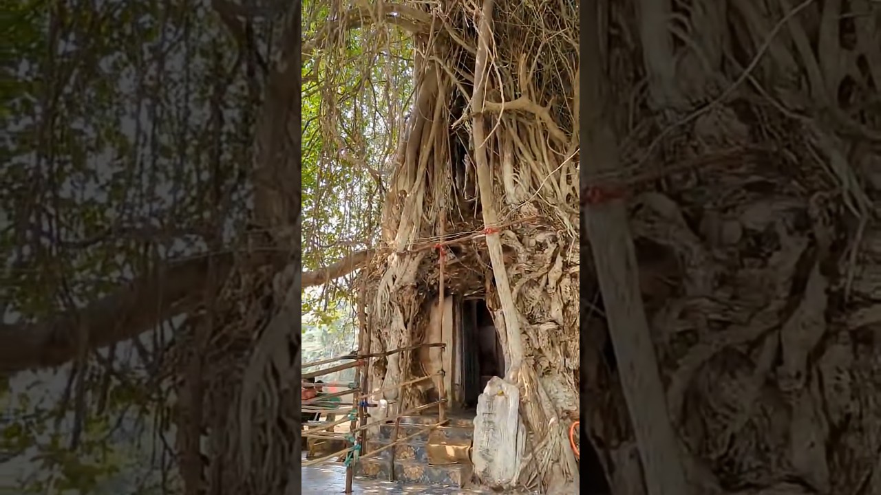 చెట్టులోనే వెలసిన 500 ఏళ్ల నాటి వింత శివలింగం! 🌳| ఈ అద్భుతం మీకు తెలుసా?