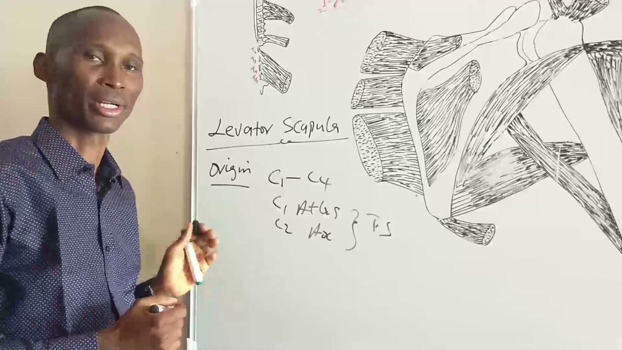 MUSCLES AROUND THE PECTORAL REGION 2 paals anatomy