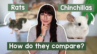 Rats VS Chinchillas  How different are they to own?