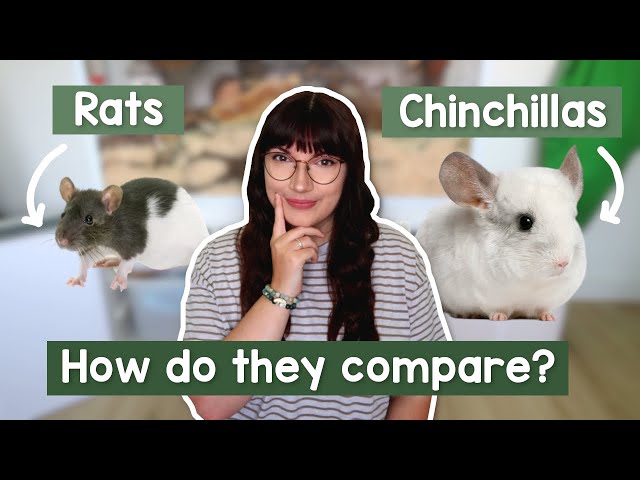 Chinchilla Vs Rat: Ultimate Pet Showdown for Your Home