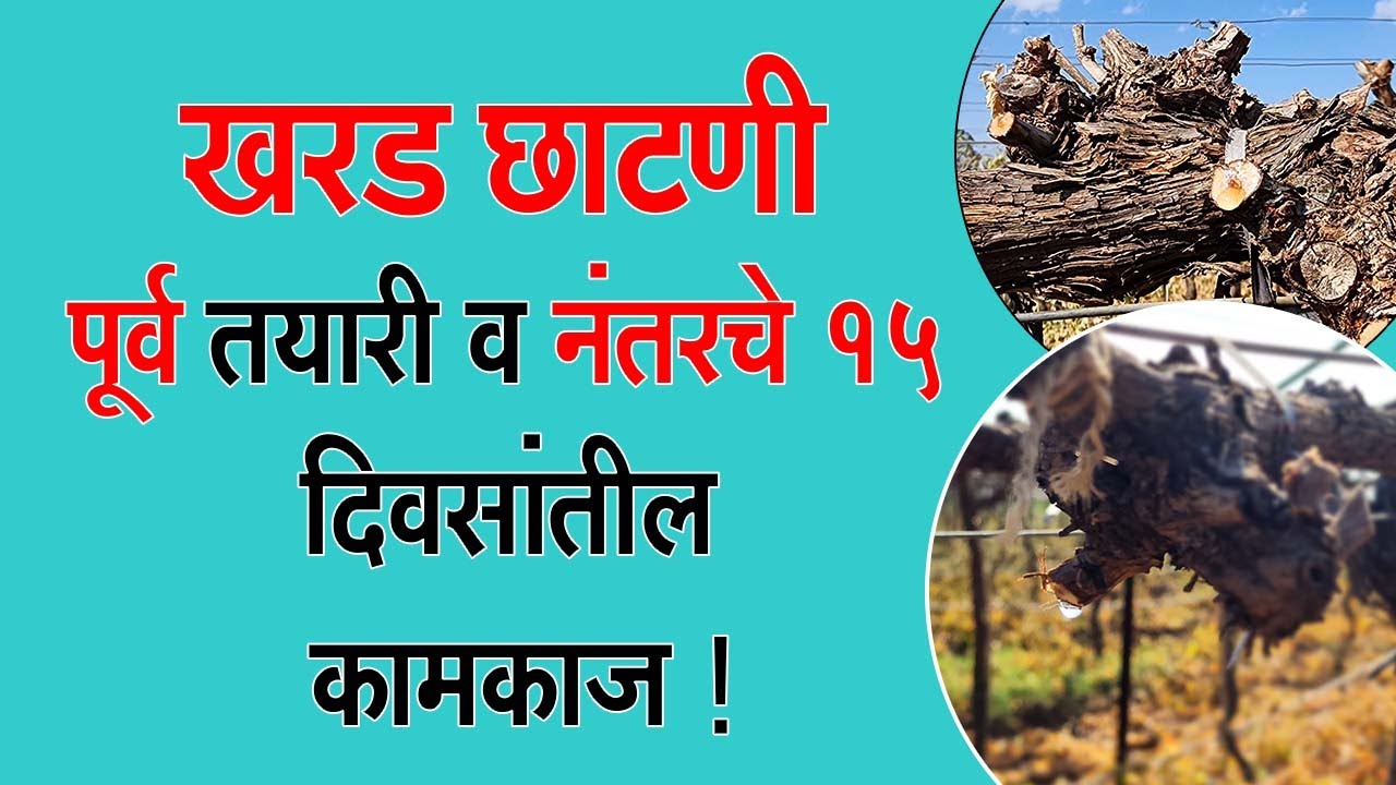 खरड छाटणी पूर्व तयारी व नंतरचे १५ दिवसांतील कामकाज !।#Doctor_Kisan#grapes#farm#शेती#द्राक्ष#slurry।