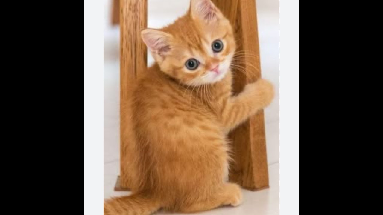 Live ensemble sur steal a brainrot + d'autre jeu sur (ROBLOX) !