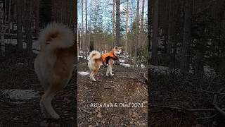 Akita Inus enjoying the forest