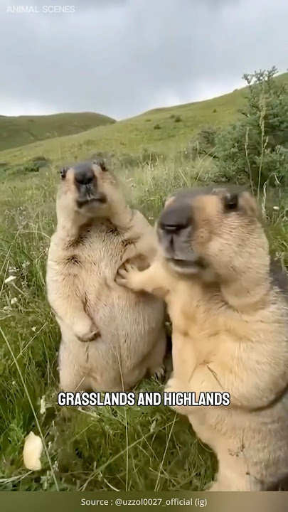 Marmot is a funny, cute and adorable animals.