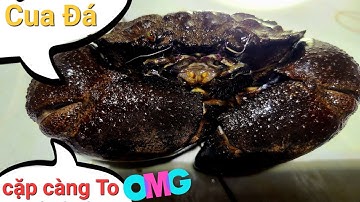đổ lú được con Cua Đá To chà bá lữa luôn nhưng Tôm sú được có mấy con khủng thôi - Cvt clip
