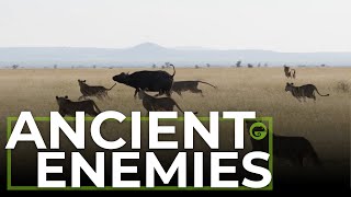 Ancient Enemies Lions Vs Buffalo