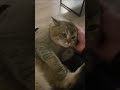 #cat #cattok #catsoftiktok