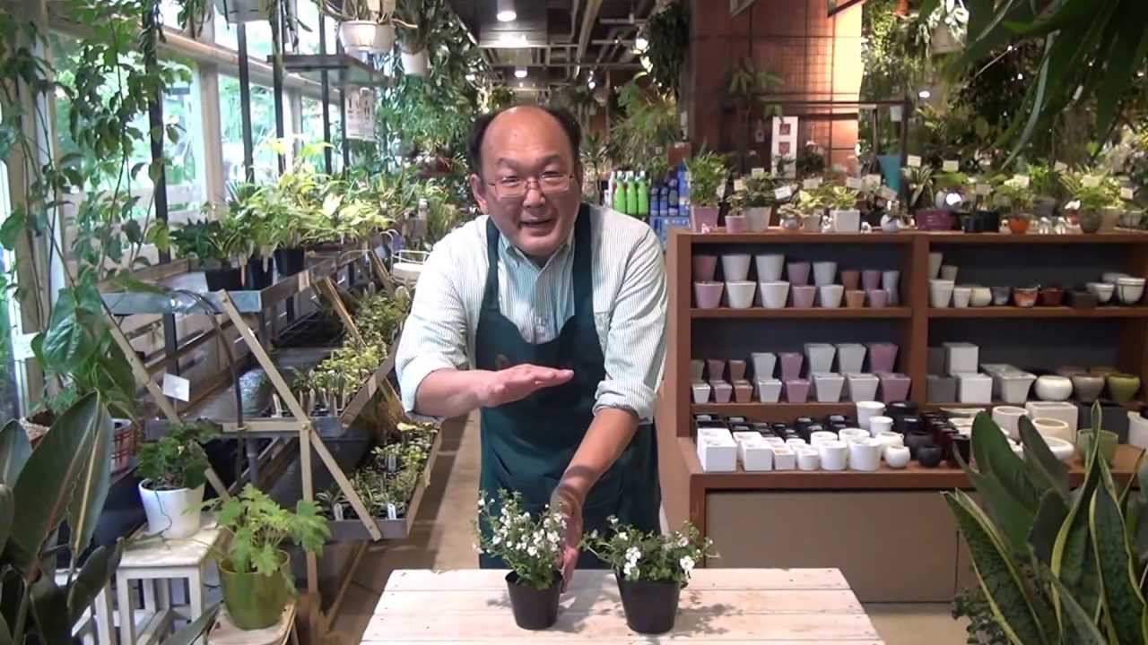 八重咲きのバコパの育て方 日常管理 Youtube