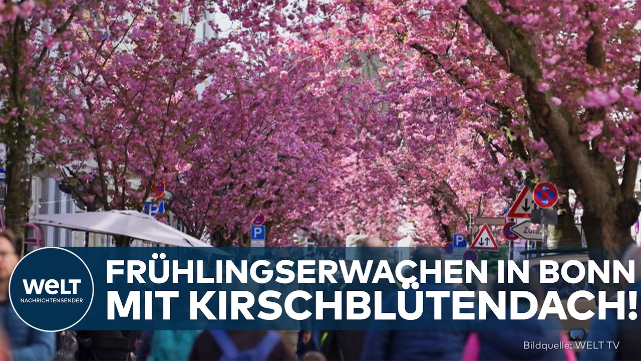 BONN: Kirschblüte in voller Pracht! Naturschauspiel verzaubert an Ostern tausende Besucher!