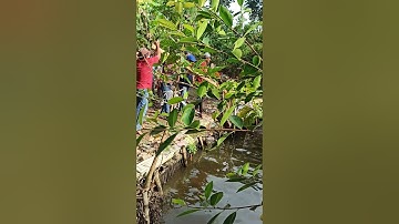 unjungan mbah buyut tambi acara mremulan nawu lobang kramat.24 september 2021