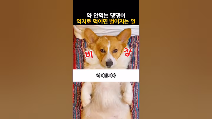 "반려견이 약을 안 먹는다고요?" 잇몸도 실패.. 혀도 실패.. 그럼 어떻게..??