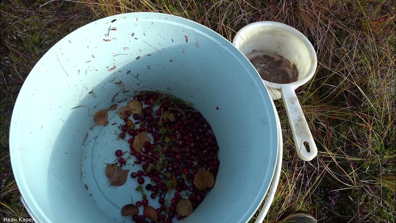 Настя собирает клюкву