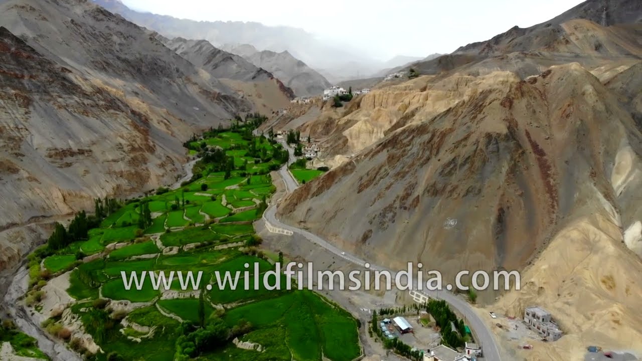 Ladakh rich greenery restricted to river valley, with vast brown cold mountainous desert all around