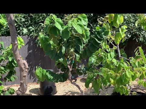 Video: Cherimoya Plantepleie: Tips for å dyrke et vaniljesaus-epletre