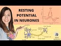 Establishing a RESTING POTENTIAL in a neurone- Do you know what the resting potential is?