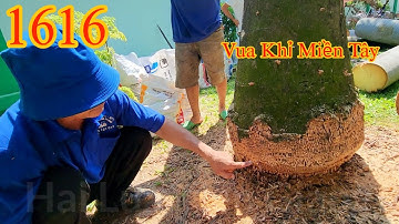 Vua Khỉ Miền Tây lần đầu tiên cưa xuống phần rễ của 3 cây Cau Vua và tỉa cành cây Xoài Cutting trees