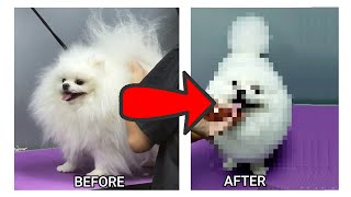 PUPPYS FIRST HAIR CUT | POMERANIAN HAIRCUT by Harpist in Japan 2,237 views 2 years ago 4 minutes, 26 seconds