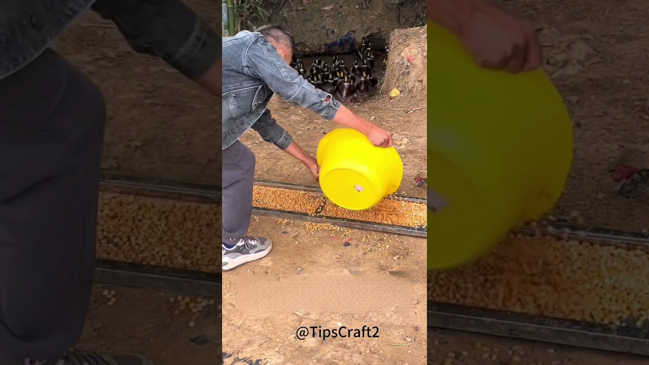 A corn feast! Ducks swarm around the trough, quacking excitedly.