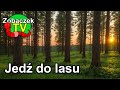 Jedź do lasu - ZobaczekTV
