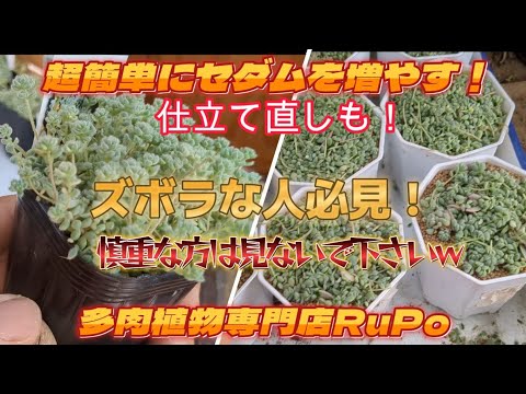 追加検討中 セダムさん専用 Super Easy Way to Propagate Sedum] Includes Repotting! A must-see
