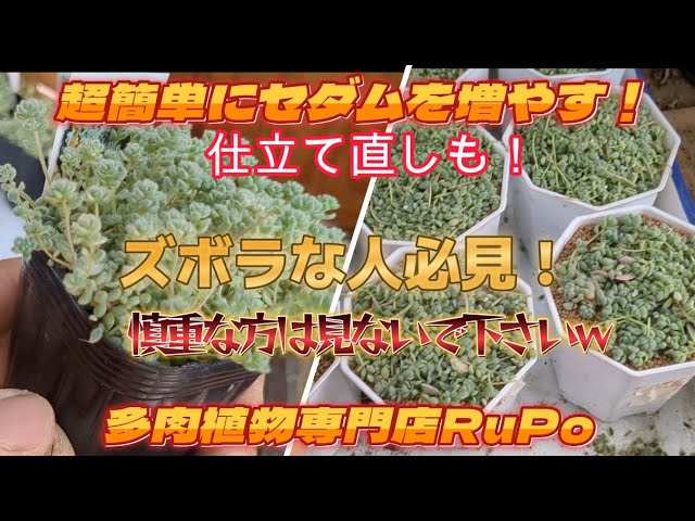 追加検討中 セダムさん専用 Super Easy Way to Propagate Sedum] Includes Repotting! A must-see