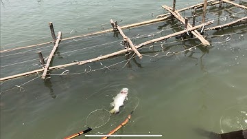 Thực tế. Kích cá nước mặn siêu hút nổi đẹp.lh0985802199