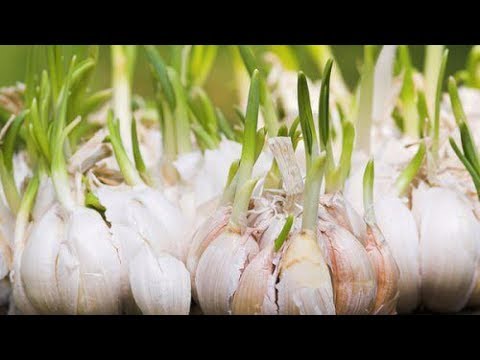 Angst tegengaan met voedsel rijk aan flavonoïden