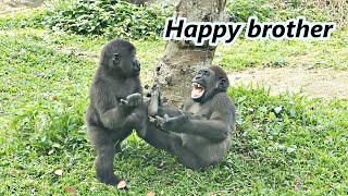 Cute little gorilla brother Jabali and Ringo played and explored together / Jabali & Ringo一起玩耍探索