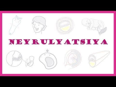 Neyrulyatsiya | Neurolation | Embrional rivojlanishning 3-haftasi