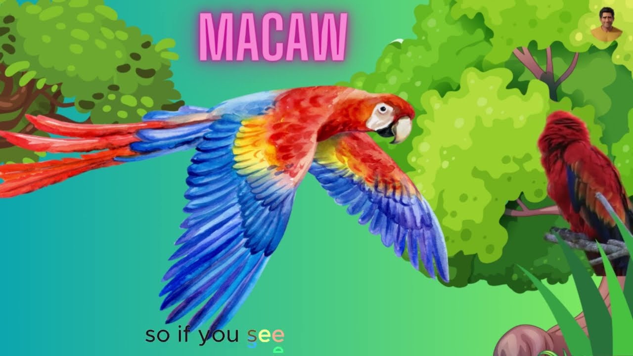 Macaw song for kids | uncle yellow