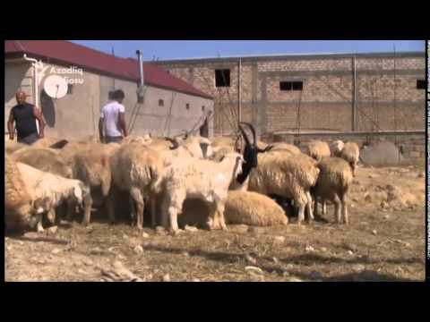 Bakıda Qurban Bayramı...