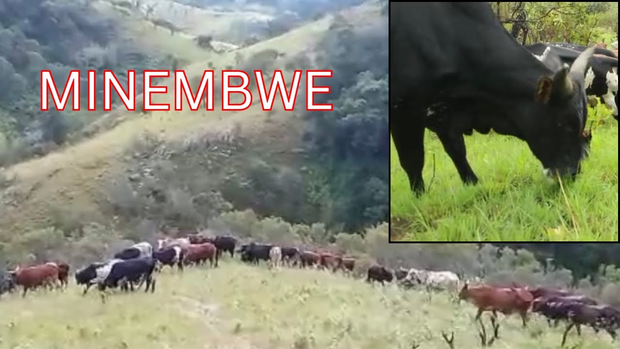 MINEMBWE 🇨🇩 IREBERE UBWIZA BW’INKA NIMISOZI Y’IWACU