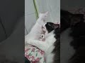 dando banho em snow #pets #03