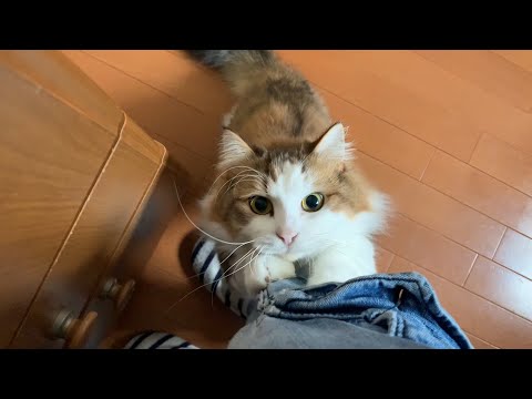 ズボンを引っ張って「おすわり！」させてくる猫