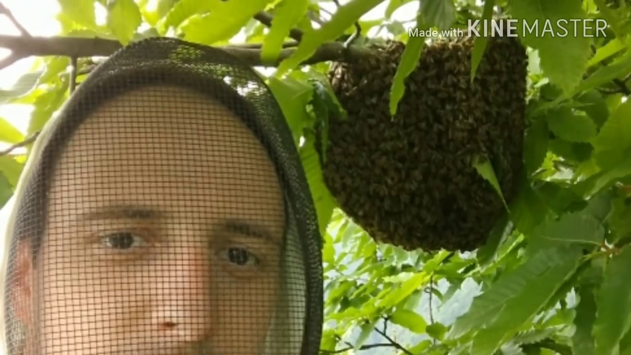 Šta je bitno pri razmnožavanju pčela?