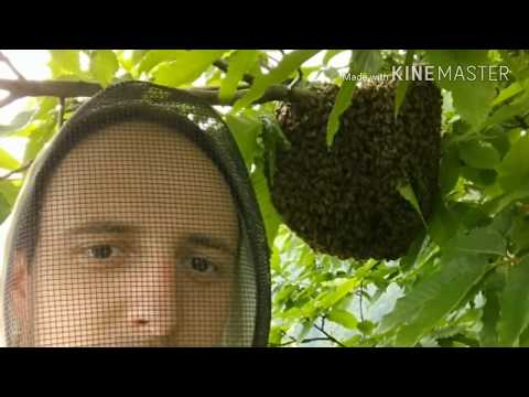Video: Kako Uhvatiti Pčelinji Roj