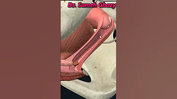 المهبل 