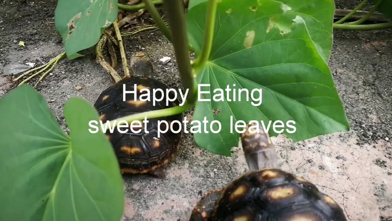 Tortoise Diary Red Foot Tortoises enjoying their sweet potato leaves