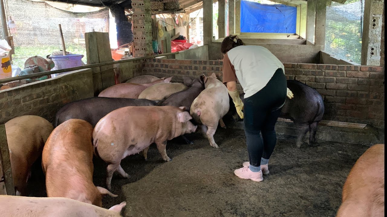 How to raise pigs for profit {Ep1} YouTube