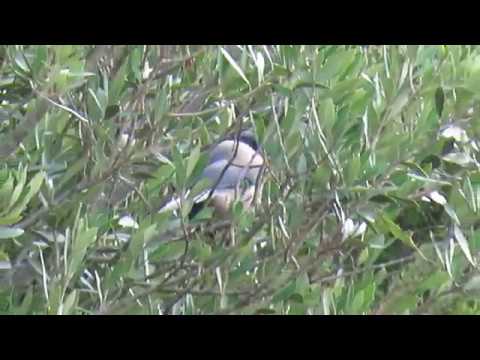 Charnecos (Cyanopica cyanus) em Barão de São Miguel