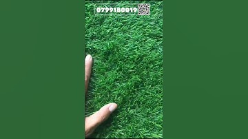 Thảm cỏ nhân tạo 3cm giá rẻ | Vật Liệu Nhà Xinh