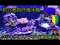 初心者向け海水魚‼シリキルリスズメダイ徹底解説‼　アクアリウム