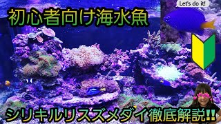 初心者向け海水魚‼シリキルリスズメダイ徹底解説‼　アクアリウム