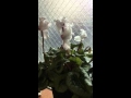 植物の音楽 シクラメンの歌