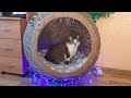 Большой Мастер класс-Домик для кошки из Шпагата.House ball for a cat made of jute twine